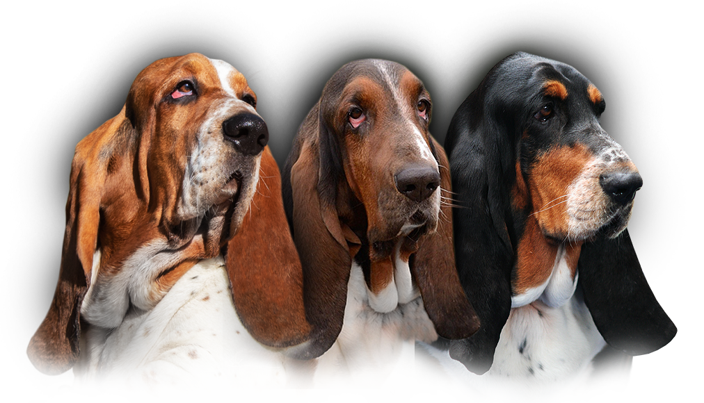 Basset Hound